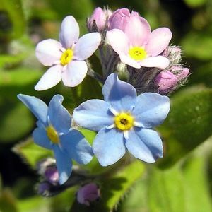 Meet your Posher, Becky